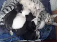Filhotes de Gato