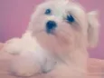 Mileyde