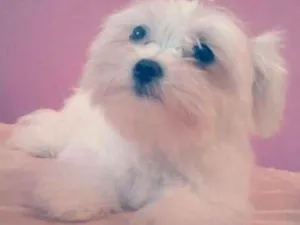 Cachorro raça Maltês  idade 6 ou mais anos nome Mileyde