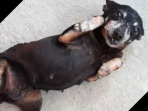 Cachorro raça Pincher  idade 6 ou mais anos nome Yoko