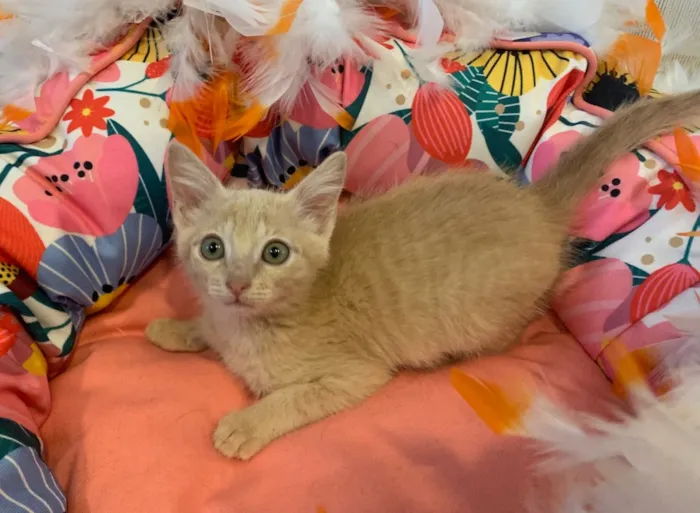 Gato ra a SRD idade 2 a 6 meses nome AURORA