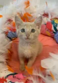 AURORA
