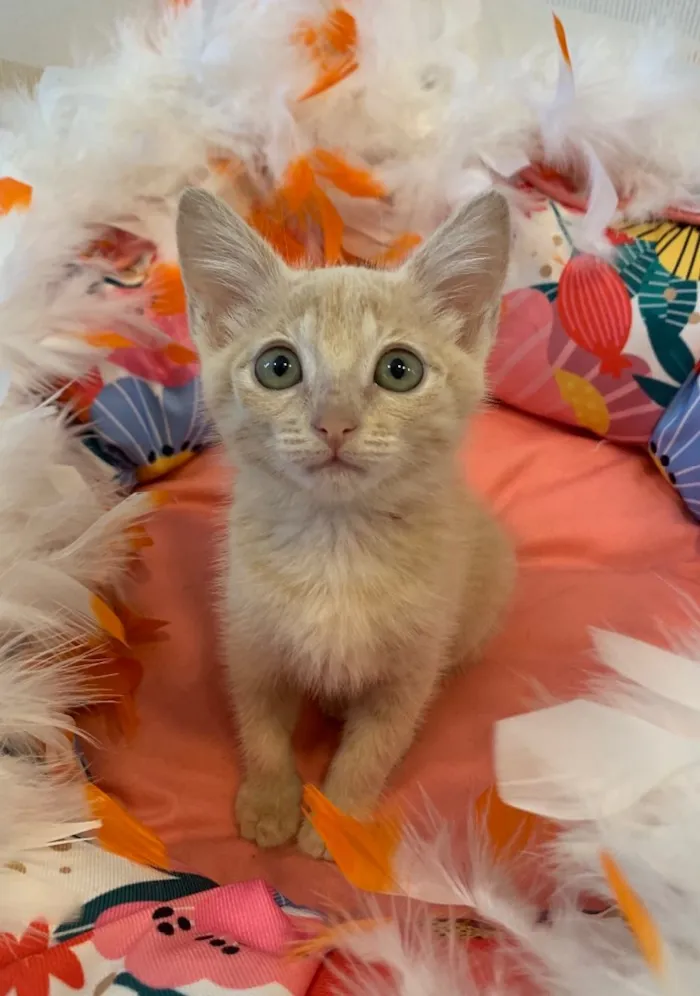 Gato ra a SRD idade 2 a 6 meses nome AURORA