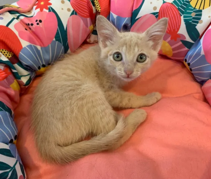 Gato ra a SRD idade 2 a 6 meses nome AURORA