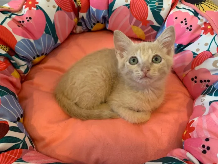 Gato ra a SRD idade 2 a 6 meses nome AURORA