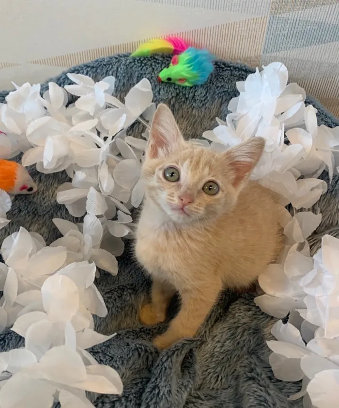 Gato ra a SRD idade 2 a 6 meses nome AURORA