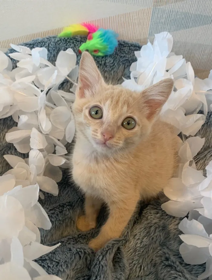 Gato ra a SRD idade 2 a 6 meses nome AURORA