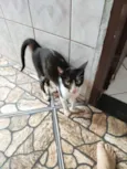 MIAU