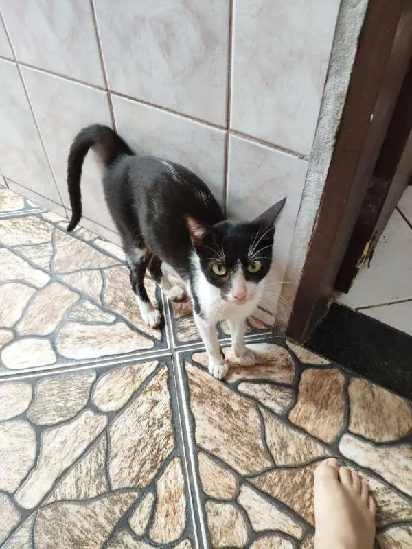 Gato raça SRD idade 2 anos nome MIAU