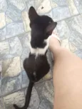 MIAU