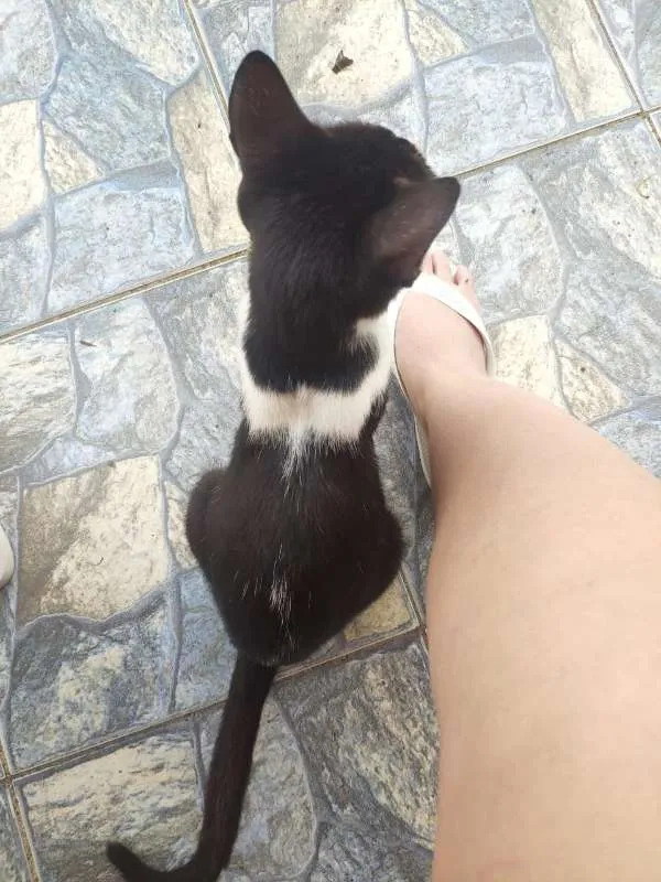 Gato raça SRD idade 2 anos nome MIAU