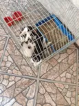 MIAU