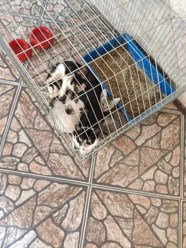 Gato raça SRD idade 2 anos nome MIAU