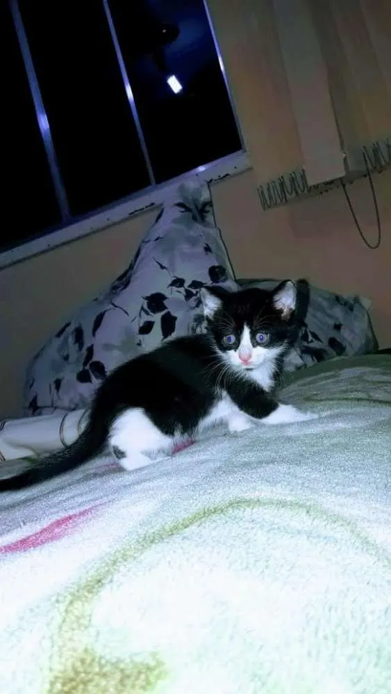 Gato ra a Vira lata idade Abaixo de 2 meses nome Gatinhos