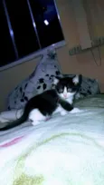 Gatinhos