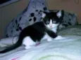 Gatinhos