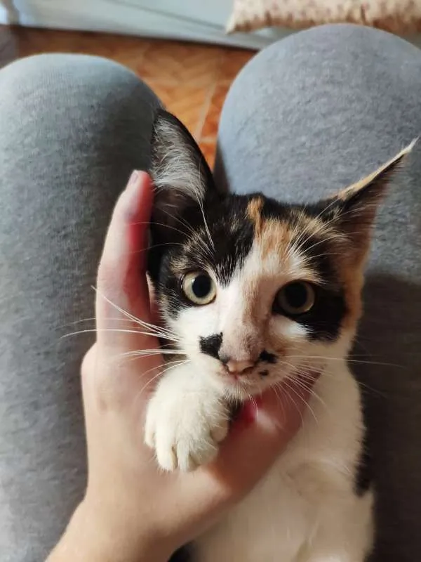 Gato raça SRD idade 2 a 6 meses nome AURORA