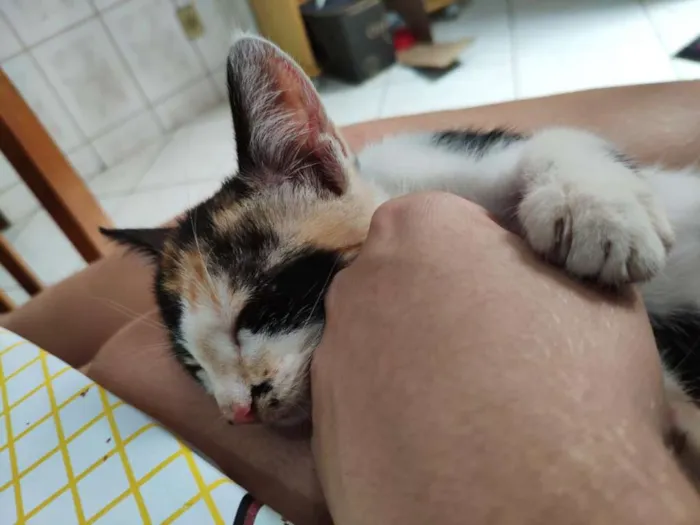 Gato raça SRD idade 2 a 6 meses nome AURORA