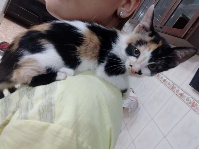 Gato raça SRD idade 2 a 6 meses nome AURORA