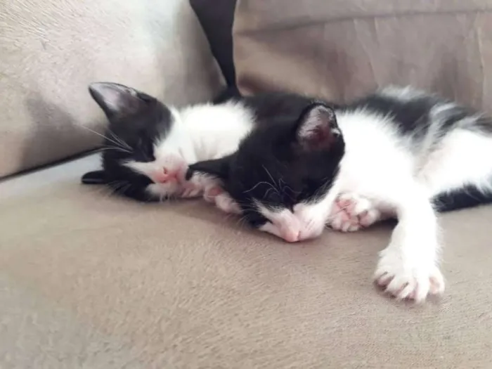 Gato ra a Vira lata idade Abaixo de 2 meses nome Gatinhos