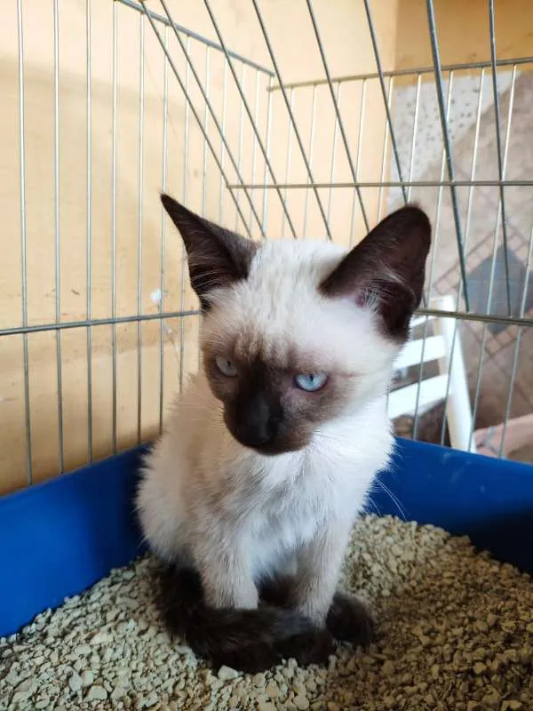 Gato raça SRD idade 2 a 6 meses nome TUNHIM