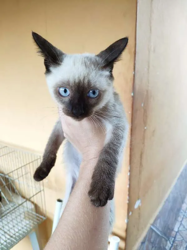 Gato raça SRD idade 2 a 6 meses nome TUNHIM