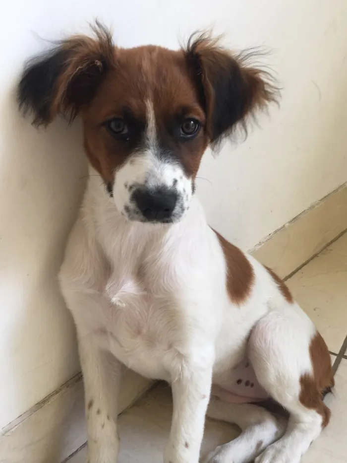 Cachorro ra a Fox paulistinha idade 2 a 6 meses nome Nina