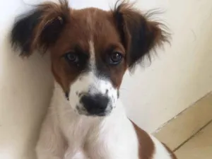 Cachorro raça Fox paulistinha idade 2 a 6 meses nome Nina