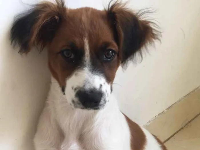 Cachorro ra a Fox paulistinha idade 2 a 6 meses nome Nina