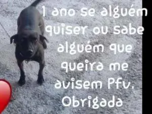 Cachorro raça Mistura de viralata com Rotwai idade 1 ano nome Lara Jean