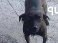 Cachorro ra a Mistura de Viralata com Rottwa idade 1 ano nome Lara Jean