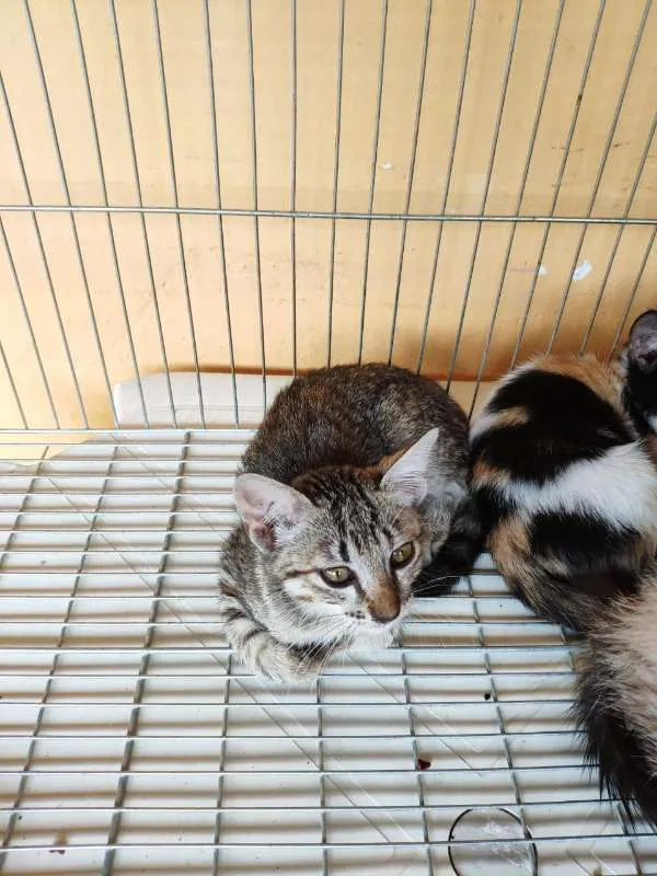 Gato raça SRD idade 2 a 6 meses nome ANGEL
