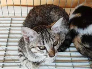 Gato raça SRD idade 2 a 6 meses nome ANGEL