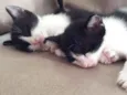 Gatinhos