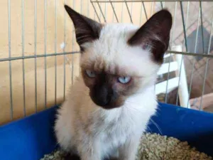 Gato raça SRD idade 2 a 6 meses nome TUNHIM