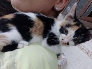 Gato raça SRD idade 2 a 6 meses nome AURORA