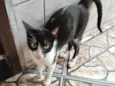 MIAU
