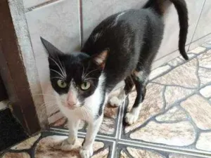 Gato raça SRD idade 2 anos nome MIAU