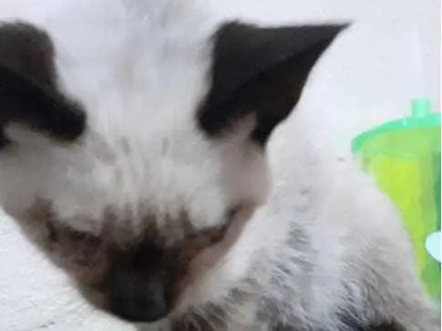 Gato ra a Vira-lata idade Abaixo de 2 meses nome Não tem um nome