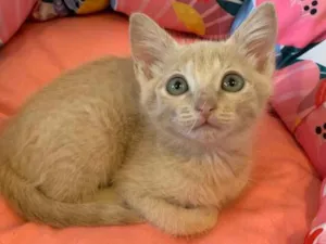 Gato raça SRD idade 2 a 6 meses nome AURORA