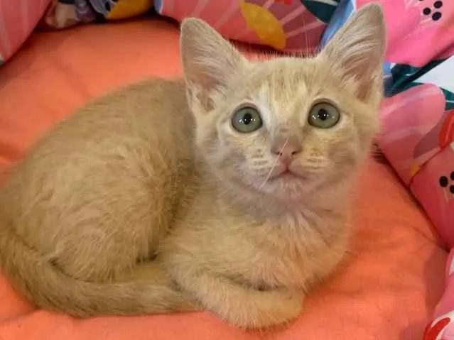 Gato ra a SRD idade 2 a 6 meses nome AURORA