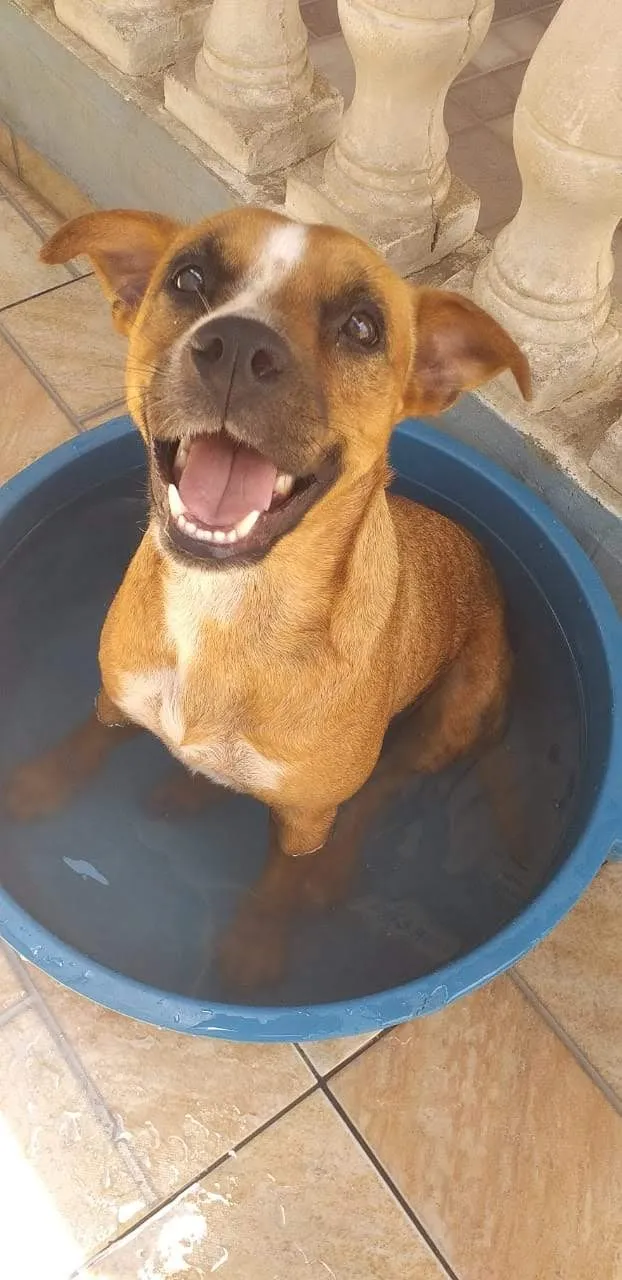 Cachorro ra a SRD idade 2 anos nome Mel