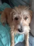 Mel