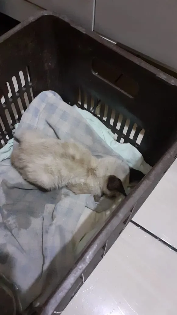 Gato ra a Vira-lata idade Abaixo de 2 meses nome Não tem um nome