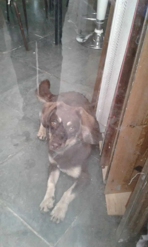 Cachorro ra a Indefinido  idade 7 a 11 meses nome Café 