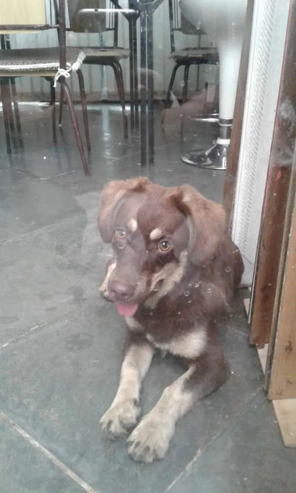 Cachorro ra a Indefinido  idade 7 a 11 meses nome Café 