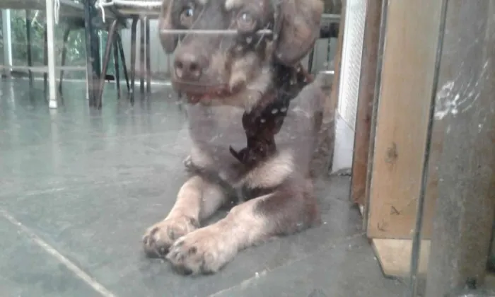 Cachorro ra a Indefinido  idade 7 a 11 meses nome Café 