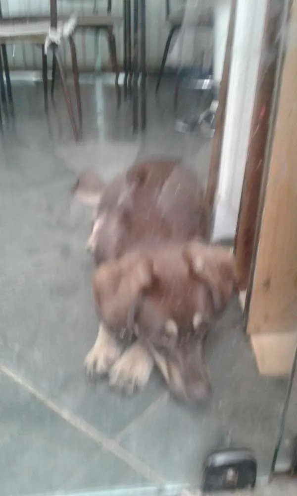 Cachorro ra a Indefinido  idade 7 a 11 meses nome Café 