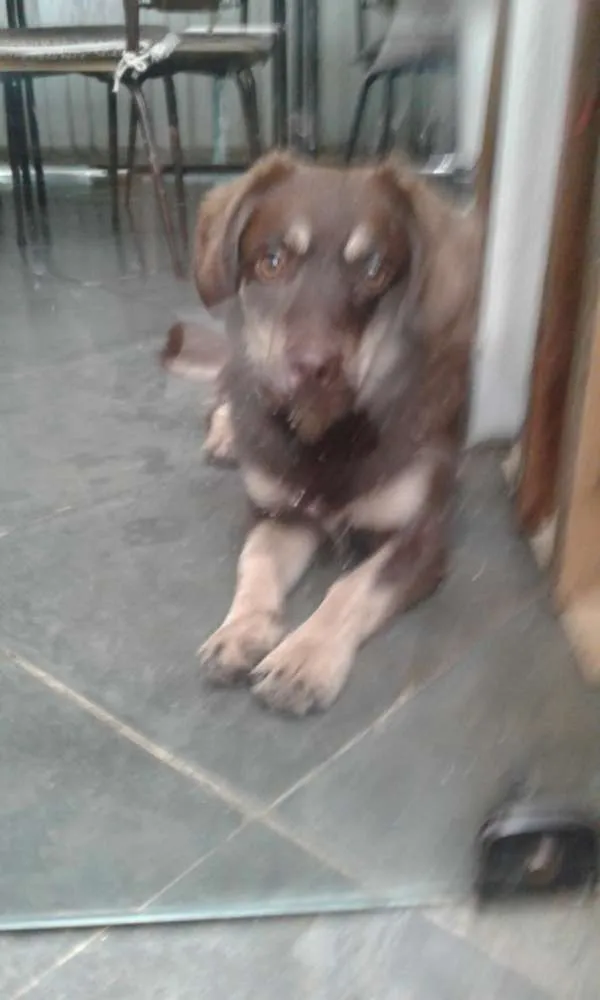 Cachorro ra a Indefinido  idade 7 a 11 meses nome Café 