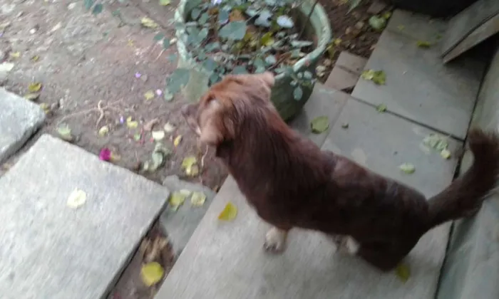 Cachorro ra a Indefinido  idade 7 a 11 meses nome Café 